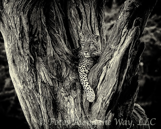 Leopard in Wait (Botswana)
