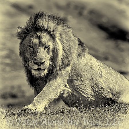 Majestic Lion with Leg Forward (Tanzania)