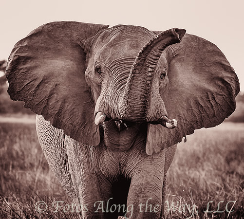 Elephant Greeting (Botswana)