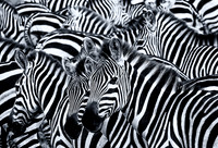 Nature Monochromes