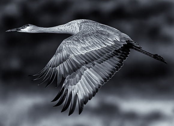 Sandhill Crane in Flight (New Mexico)