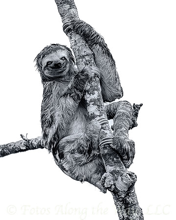Three-toed Sloth in Tree (Amazonia, Brazil)