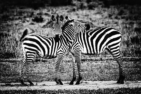 Zebra Embrace (Kenya)