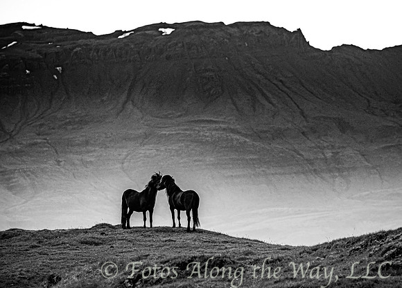 Two Horses Greeting on Hill (Iceland)