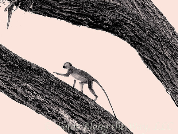 Vervet Monkey Climbing (Kenya)