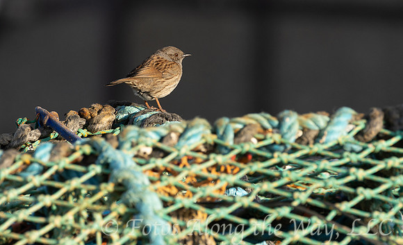 Wren Perched on Crab Trap