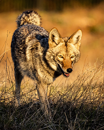 Coyote at Sunrise (Arizona)