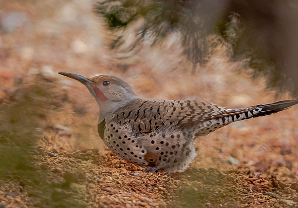 Gilded Flicker on Ground (Arizona)