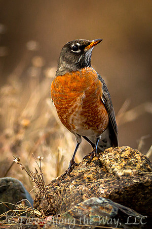 Young American Robin (Arizona)