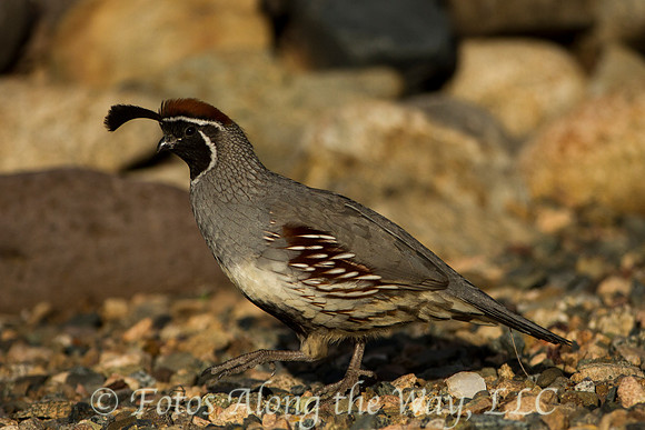 Gambel's Quail (Arizona)
