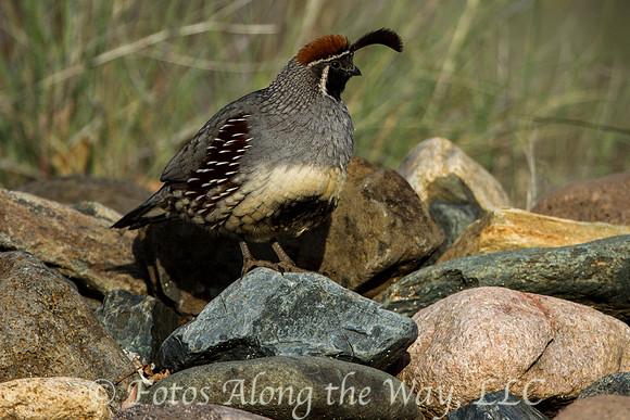 Gambel's Quail (Arizona)