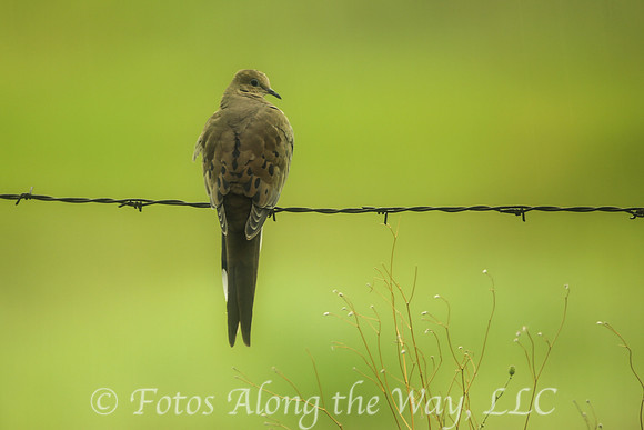 Mourning Dove (Arizona)