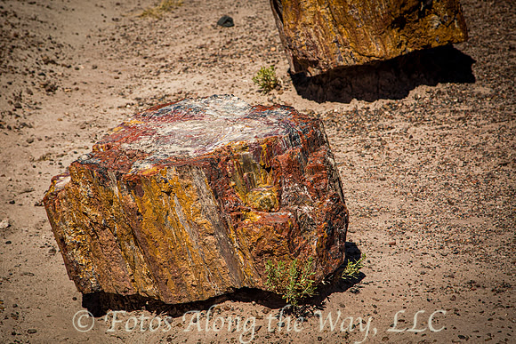 Petrified Wood Piece (Arizona)