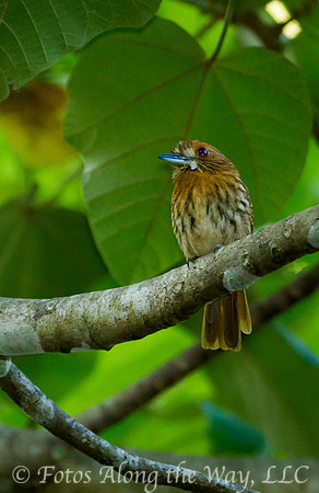 White-whiskered Puffbird (Costa Rica)