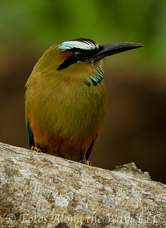 Turquoise-browed Motmot (Costa Rica)