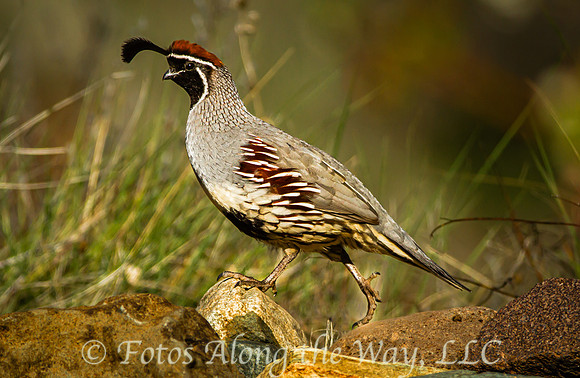 Gambel's Quail (Arizona)