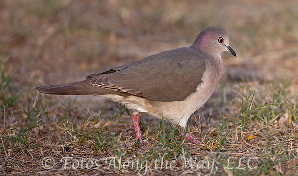 White-fronted Dove (Texas)
