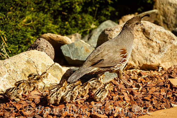 Gambel's Quail Female with Chicks (Arizona)