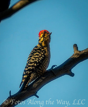 Ladder-backed Woodpecker (Arizona)
