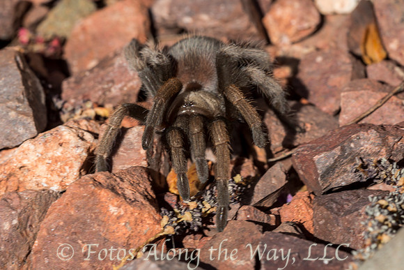 Tarantula (Arizona)