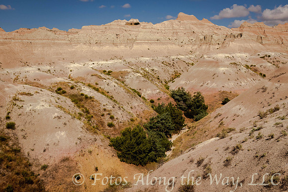 Trees in the Badlands (South Dakota)