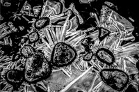 Natural Discoveries in Monochrome