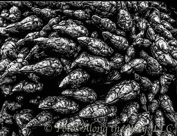Gooseneck Barnacles (Oregon, 2004)