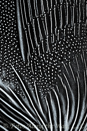 Guinea Fowl Feathers (Kenya, 2017)