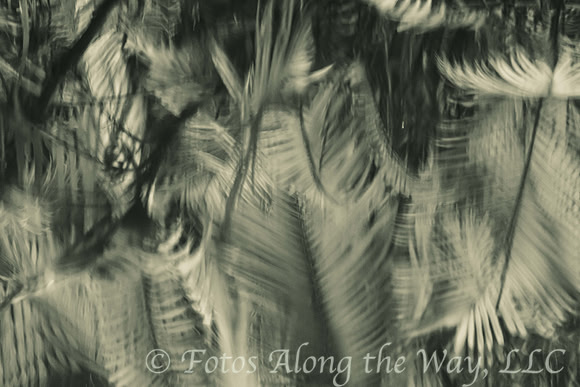 Rainforest Reflection (Ecuador, 2019)