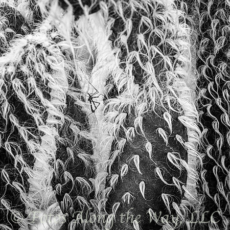Insect on Wooley Jacket Cactus (Arizona, 2020)