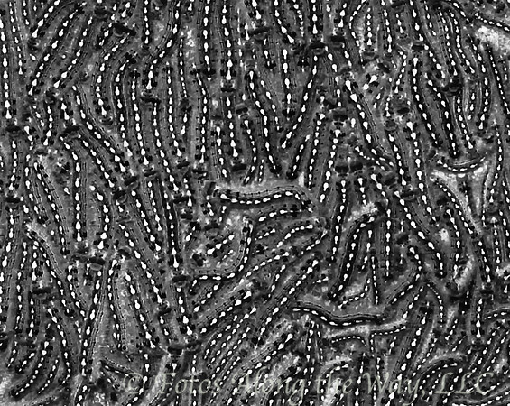 Caterpillar Colony (Texas, 2008)