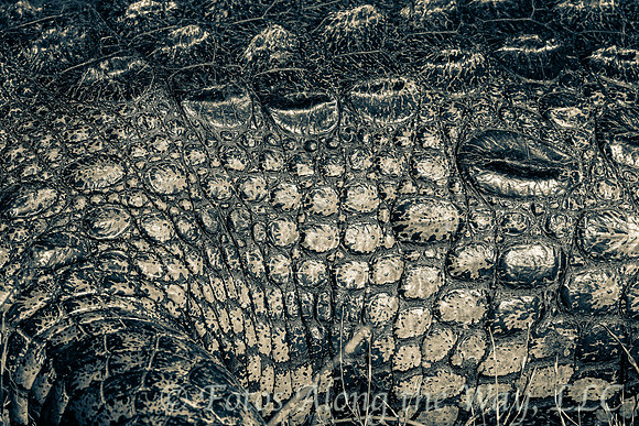 Crocodile Hide (Botswana, 2016)