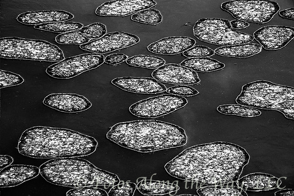 Pods on a Pond (Wyoming, 2004)