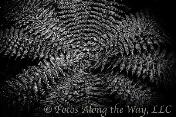 Fern Convergence (New Zealand, 2013)