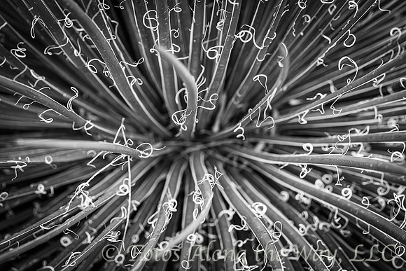 Beargrass (Arizona, 2018)