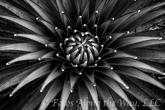 Spineless Yucca (Arizona, 2015)
