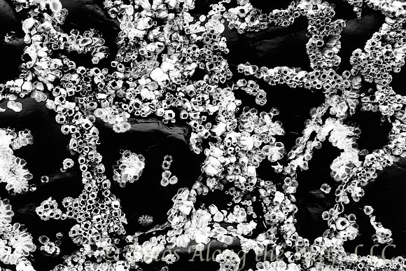 Barnacles on Black Rock (Oregon, 2004)