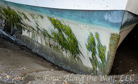 Algae on Beached Boat