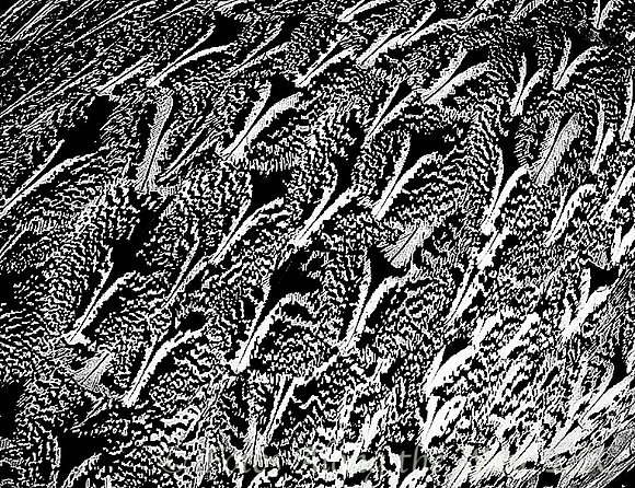 Crested Bustard Feathers (Botswana, 2016)