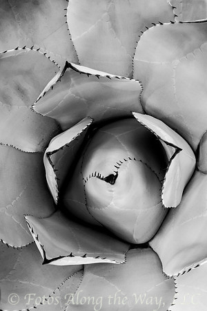 Century Plant from Above (Arizona, 2016)