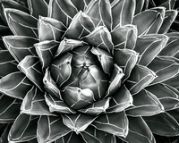 Flora in Monochrome