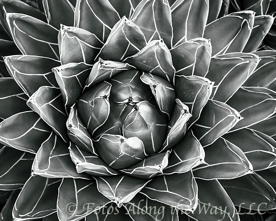 Varigated Desert Succulent (Arizona, 2018)