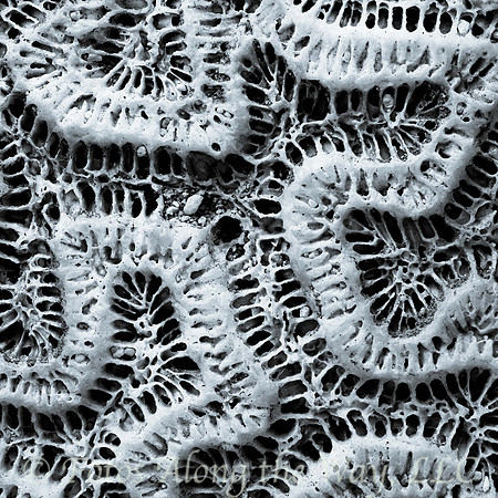 Brain Coral Closeup (2022)