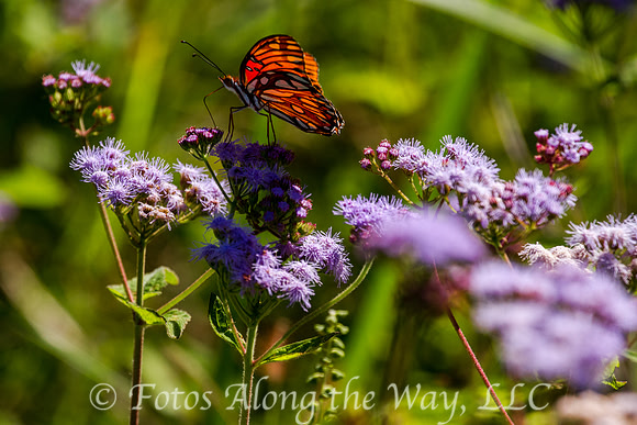 Gulf Fritillary Butterfly (Texas)