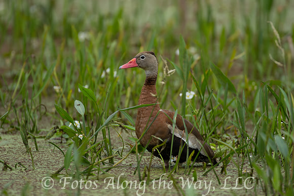 Black-bellied Whistling Tree Duck (Texas)
