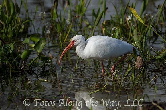 White Ibis (Texas)