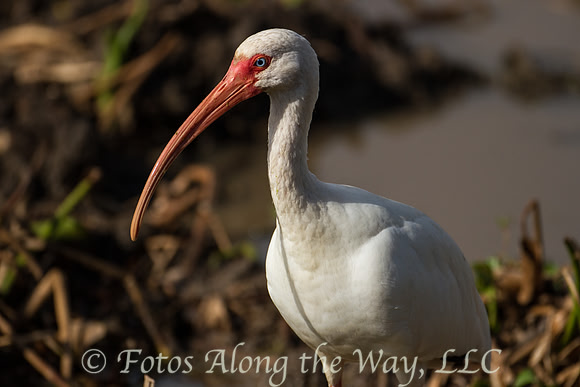 White Ibis (Texas)