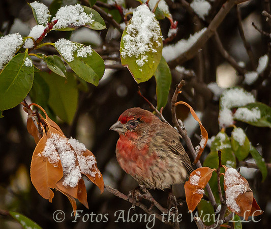 House Finch in Snowy Bush (Arizona)