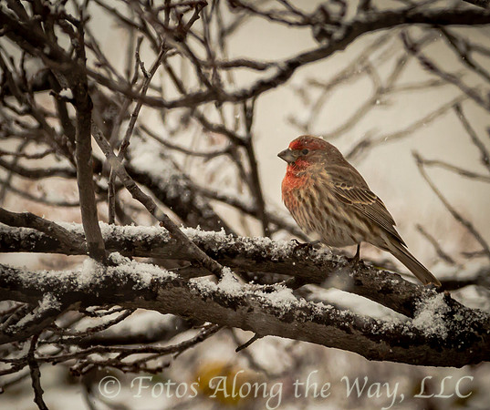 House Finch on Snowy Branch (Arizona)