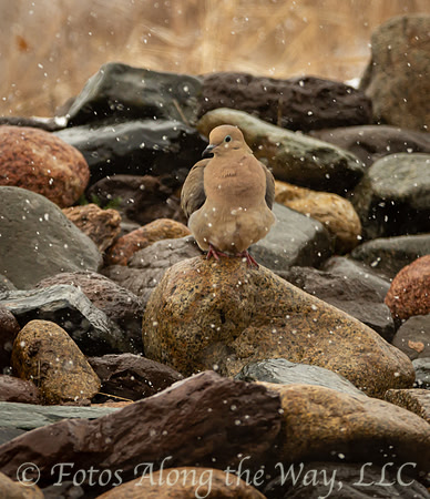Dove in Snow Flurries (Arizona)